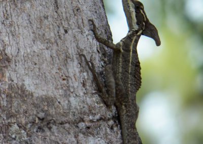 Fauna Viviente y Reluciente