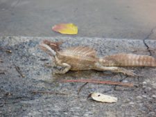 Fauna Viviente y Reluciente