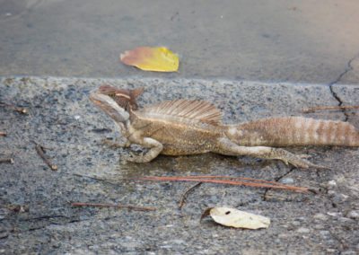 Fauna Viviente y Reluciente