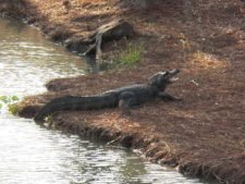 Fauna Viviente y Reluciente