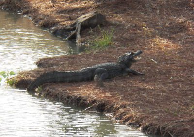 Fauna Viviente y Reluciente