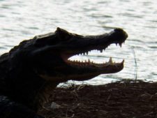 Fauna Viviente y Reluciente