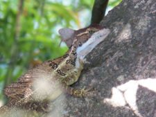 Fauna Viviente y Reluciente