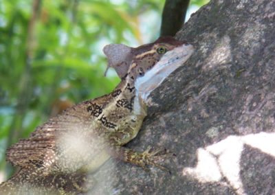 Fauna Viviente y Reluciente