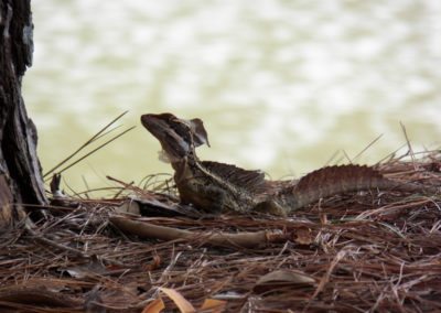 Fauna Viviente y Reluciente