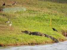 Fauna Viviente y Reluciente