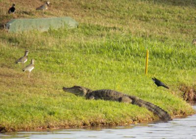 Fauna Viviente y Reluciente