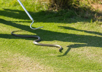 Intentando capturar una serpiente (cortesía Tristan Jones/IGF)