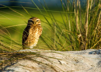 Un buho en el campo (cortesía Tristan Jones/IGF)