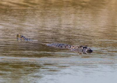 Un Caiman el el lago del hoyo 11 (cortesía Tristan Jones/IGF)