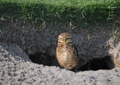 Buho en el green (Photo by Chris Condon/PGA TOUR/IGF)