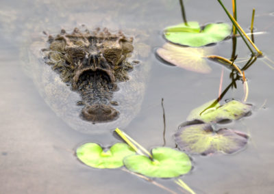 Caiman brasilero (Photo by Stan Badz/PGA TOUR/IGF)