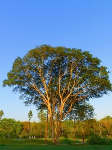 Galerías del Panamá Claro
