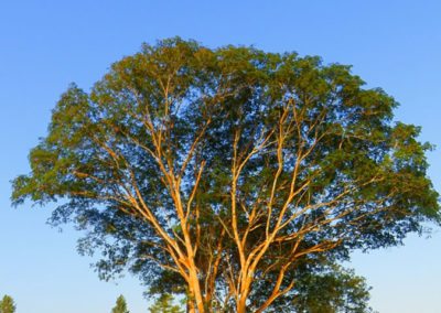 Galerías del Panamá Claro