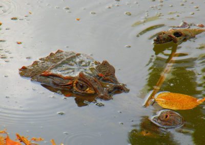 Galerías del Panamá Claro