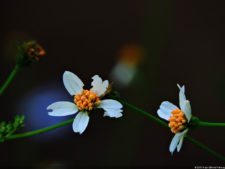 La Sucursal del Cielo
