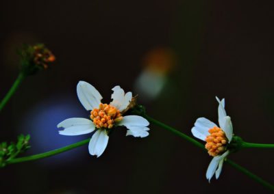 La Sucursal del Cielo