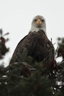 Los Otros Residentes de Chambers Bay (cortesía Jason Taylor)