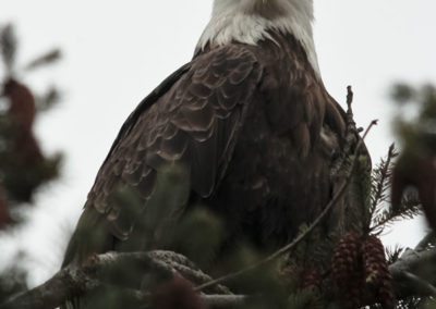 Los Otros Residentes de Chambers Bay (cortesía Jason Taylor)