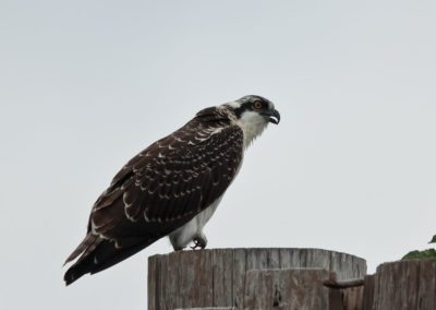 Los Otros Residentes de Chambers Bay (cortesía Jason Taylor)