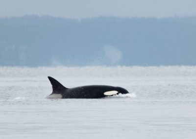 Los Otros Residentes de Chambers Bay (cortesía Jason Taylor)