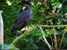 Selección 2da Ronda XII Abierto Sambil presentado por Total Nutrition