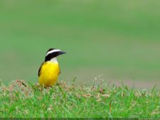 Selección 2da Ronda XII Abierto Sambil presentado por Total Nutrition