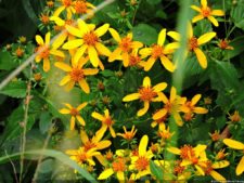 Selección 2da Ronda XII Abierto Sambil presentado por Total Nutrition