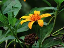 Selección 2da Ronda XII Abierto Sambil presentado por Total Nutrition