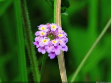 Selección 2da Ronda XII Abierto Sambil presentado por Total Nutrition