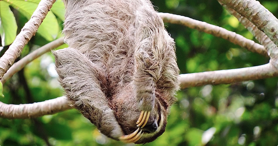 Video, espectadores de altura en el tee del hoyo nueve (9)