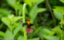 Cabeza de rubí - Chrysolampis mosquitus