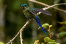 Cometa colivioleta - Aglaicocercus coelestis