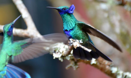 De nombres y de colibríes