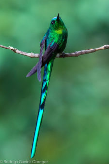 Cometa verdiazul - Aglaicocercus kingii