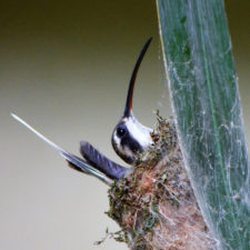 Ermitaño carinegro - Phaethornis anthophilus