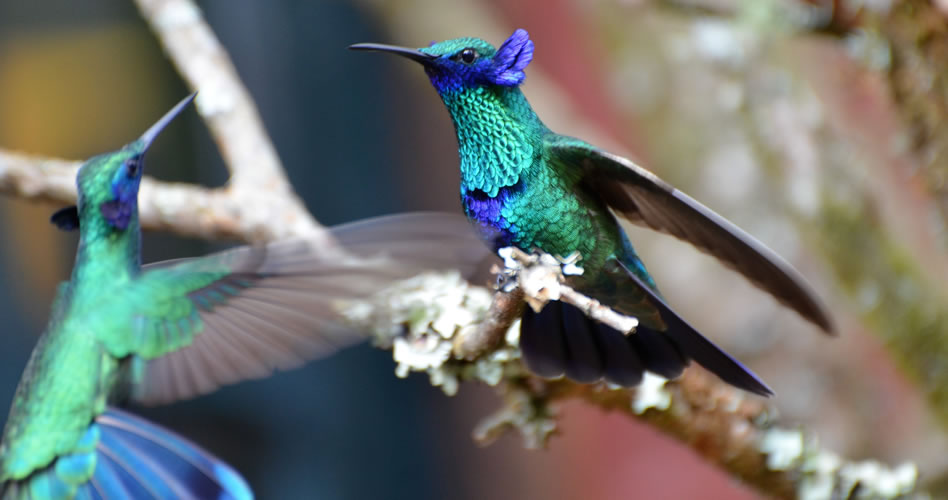 De nombres y de colibríes