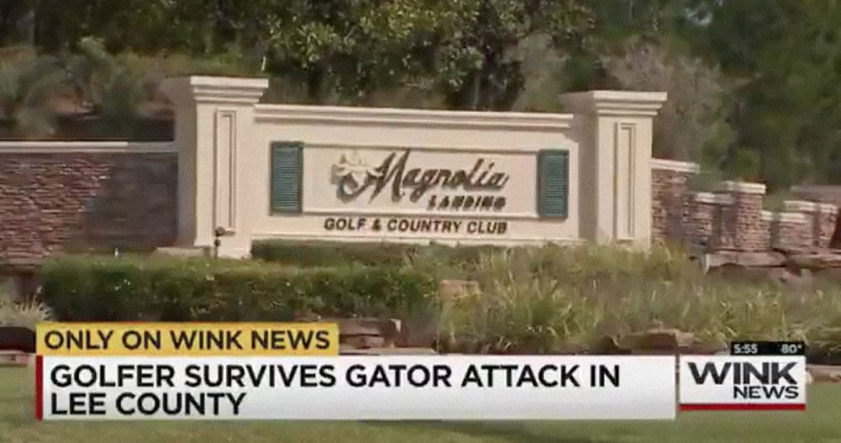 Video, golfista se salva del ataque de un caimán mientras jugaba al golf utilizando su putter
