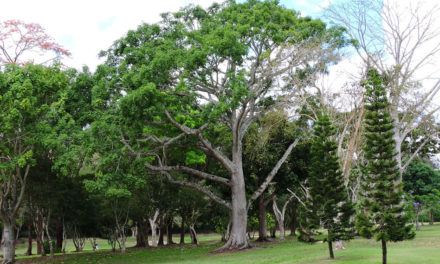 Centelleo de triunfo para el Abierto de Golf Lagunita CC 2017