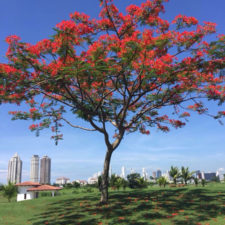 Panamá celebró Día de la Mujer Golfista