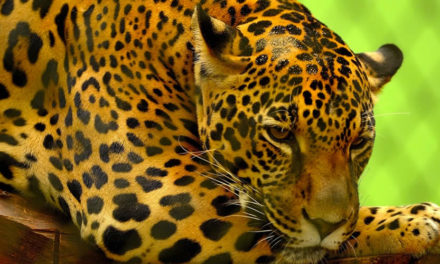 ¿Qué significa el hallazgo de un jaguar en Cundinamarca?