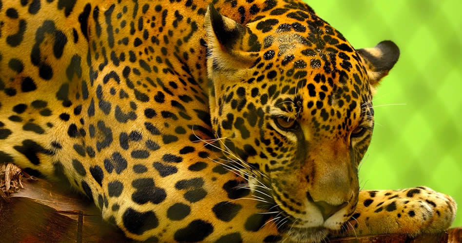 ¿Qué significa el hallazgo de un jaguar en Cundinamarca?