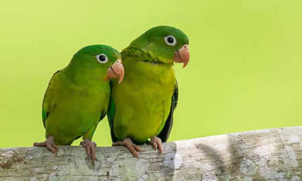 Colombia, # 1 en especies de aves y en turismo para su avistamiento