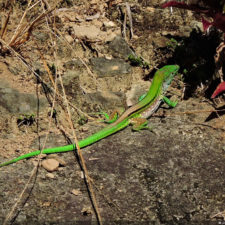 XIV Abierto Sambil, galería de fotos domingo 27