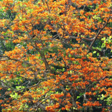 XIV Abierto Sambil, galería de fotos domingo 27