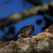 XIV Abierto Sambil, galería jueves