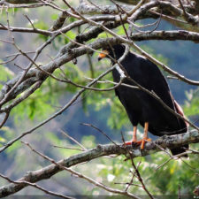 XIV Abierto Sambil, galería viernes