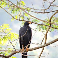 XIV Abierto Sambil, galería viernes