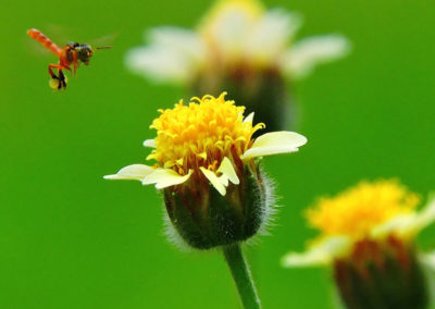 La naturaleza distintiva de Izcaragua es su vegetación