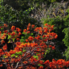 La naturaleza distintiva de Izcaragua es su vegetación